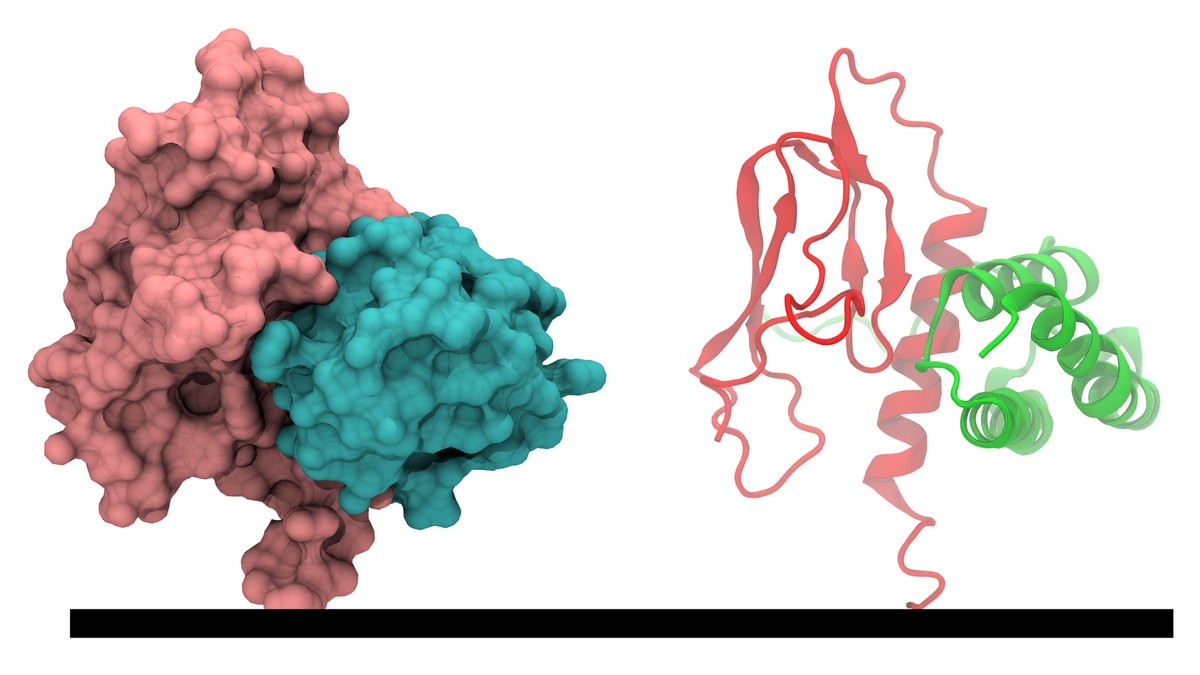 A class-B G-protein-coupled receptor rendered as a ribbon structure — the docking surface an octa-agonist incretin peptide is engineered to engage; an Octarutide monograph by Panacea Bio Chem and Bogdan Dicoias